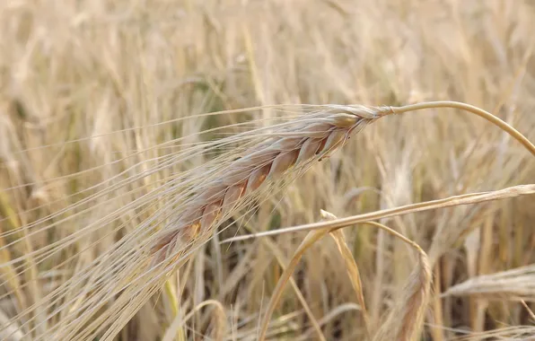 Картинка пшеница, поле, рожь, урожай, колоски, сухие, колосья, злаки