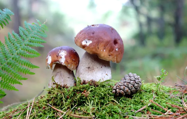 Грибы, мох, шишка, боровики