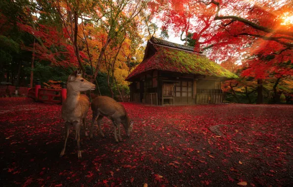 Осень, деревья, парк, Япония, хижина, олени