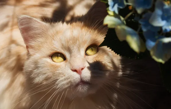 Картинка кошка, глаза, кот, взгляд, свет, цветы, портрет, светотень