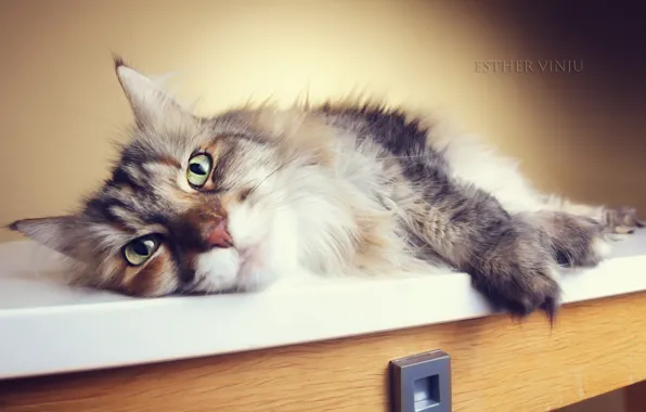 Кошка, кот, мохнатый, лежит