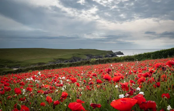 Картинка поле, холмы, маки