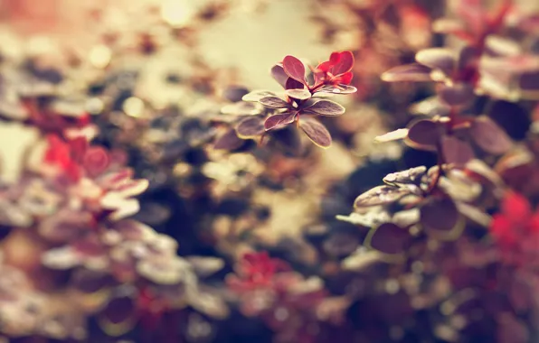 Картинка листья, макро, цветы, природа, фон, красивые, обои для рабочего стола