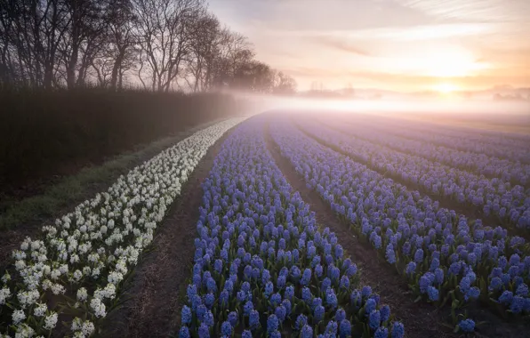Поле, деревья, цветы, туман, рассвет, утро, Нидерланды, плантация