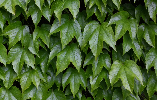 Картинка green, wall, leaves, plant, vine