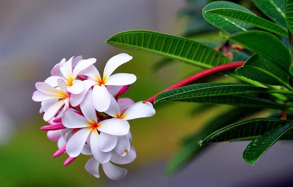 Картинка drop, exotic, plumeria, freshness, sharpness