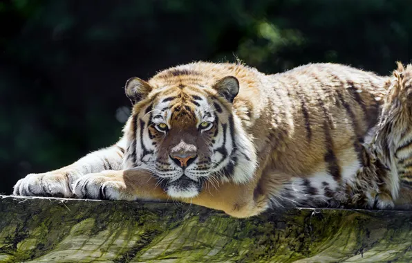 Картинка кошка, тигр, отдых, бревно, амурский, ©Tambako The Jaguar