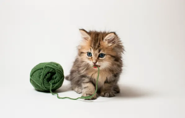 Cat, animal, cute
