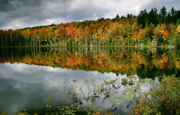 Осень, лес, вода, деревья, отражение