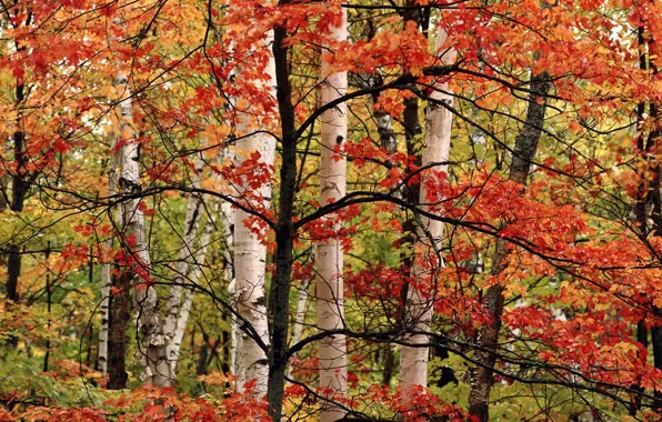 Картинка осень, дерево