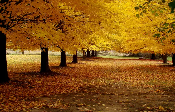 Картинка дорога, осень, листья, деревья, пейзаж, природа, парк, желтые