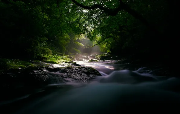 Картинка лес, свет, природа, река, мрак