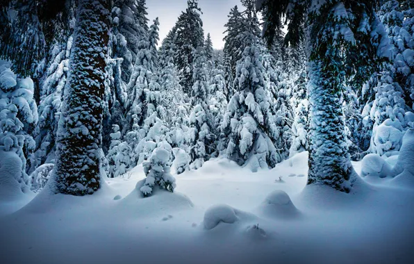 Картинка зима, снег, деревья, пейзаж, природа, стволы, ели, Robert Didierjean