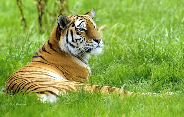 Картинка тигр, лежит, на траве, сибирский