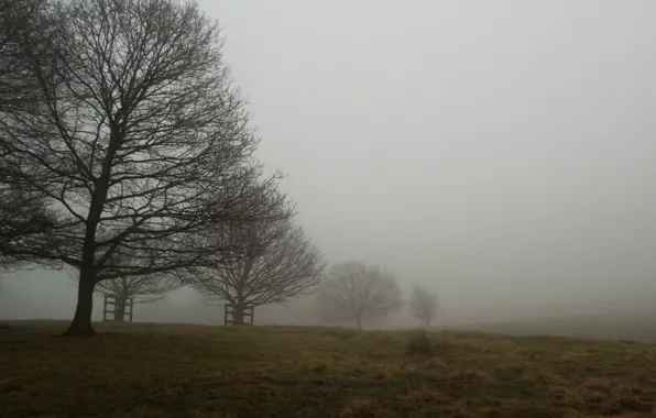 Картинка Поле, Туман, Осень, Деревья, Fall, Autumn, Fog, Field