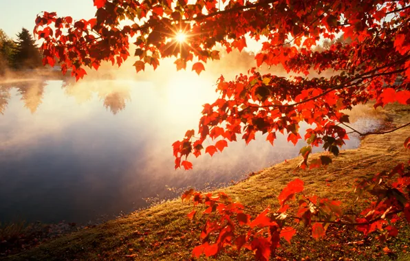 Картинка осень, листья, солнце, ветки, природа, река, фото, клен