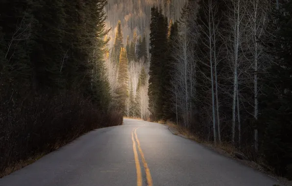 Картинка дорога, лес, деревья, пейзаж, природа, forest, road, trees