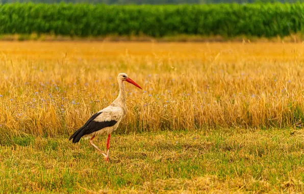 Summer, nature, stork