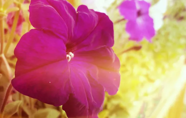 Фиолетовый, лето, счастье, цветы, настроение, мягкость, веселое