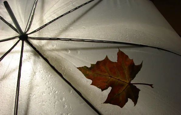 Картинка лист, зонтик, дождь, погода, rain, разное, leav