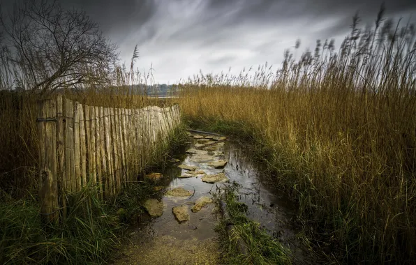 Природа, забор, камыш