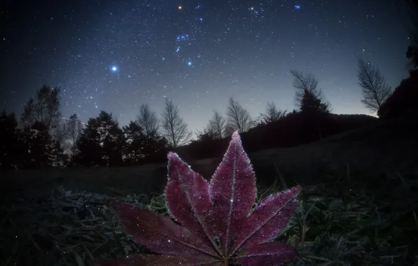 Картинка космос, звезды, ночь, природа, лист