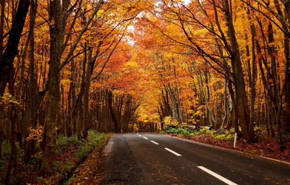 Дорога, лес, пейзаж