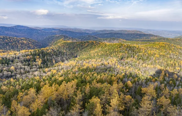 Осень, горы, Лес