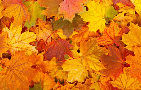 Картинка осень, листья, листопад