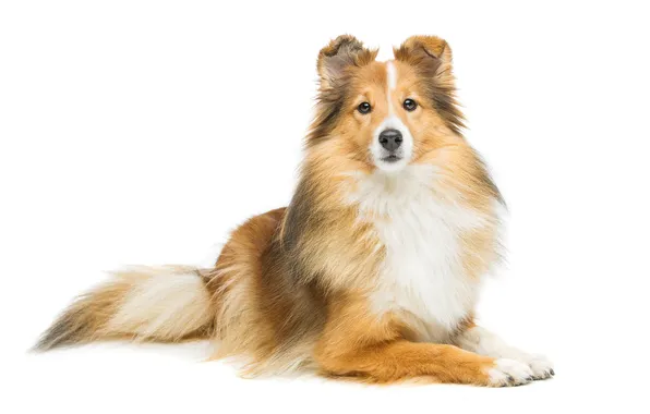 Картинка studio, view, shot, smiling, sitting, smart, vertebrate, sheltie