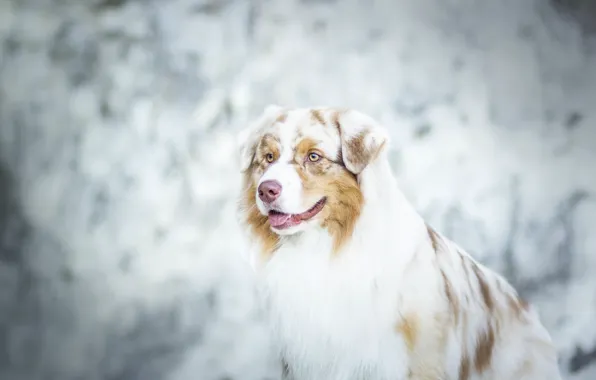 Картинка собака, боке, Австралийская овчарка, Аусси