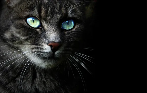 Картинка кошка, взгляд, морда, Кот, черный фон
