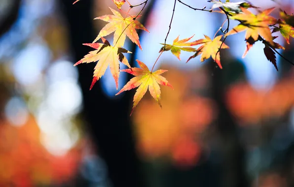 Картинка осень, листья, дерево, ветка, желтые, клен, крона