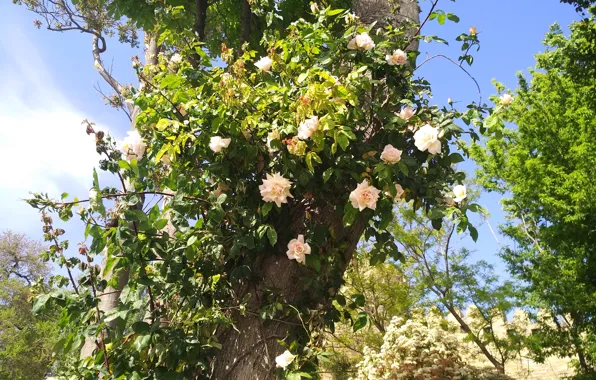 Дерево, Tree, White roses, Белые розы