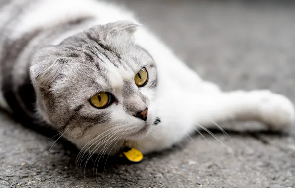 Кошка, глаза, вислоухая