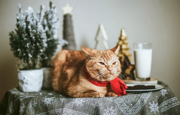 Зима, кошка, кот, взгляд, снежинки, стакан, поза, стол