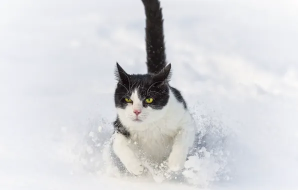 Картинка зима, кошка, кот, снег, сугроб, бежит, ©Tambako The Jaguar