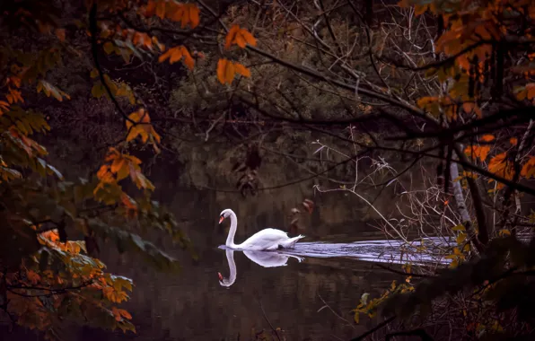Картинка осень, ветки, река, птица, лебедь