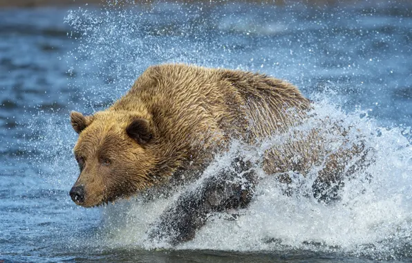 Картинка река, медведь, зверь