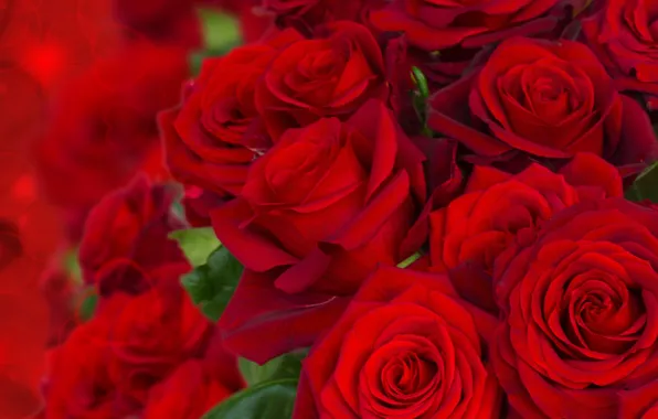 Розы, букет, бутоны