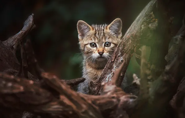 Кошка, взгляд, морда, природа, поза, темный фон, котенок, дерево