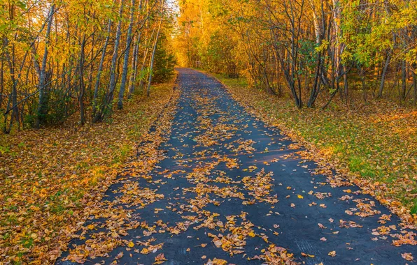Colorful, trees, autumn, season, fall, foliage, tourism, natural