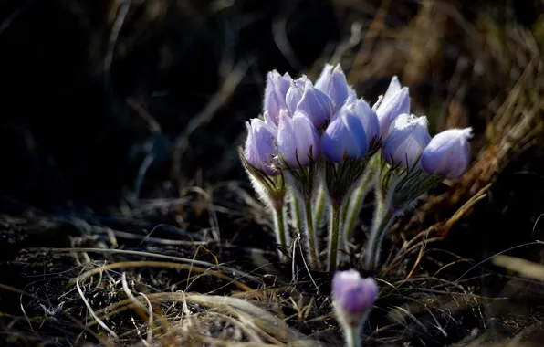 Макро, природа, весна, подснежники, первоцвет, сон-трава, прострел, Pulsatilla