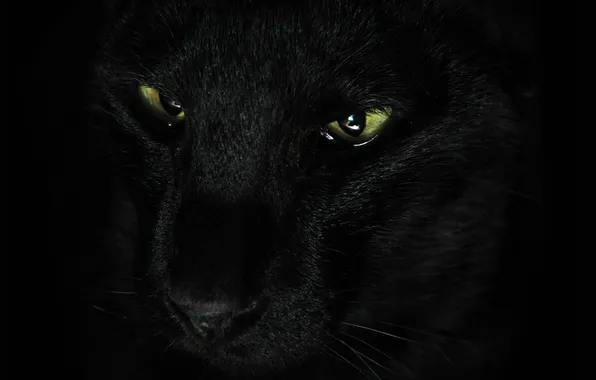 Кошка, усы, взгляд, животное, черная, зеленые глаза