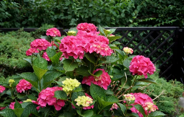 Flower, garden, blooming