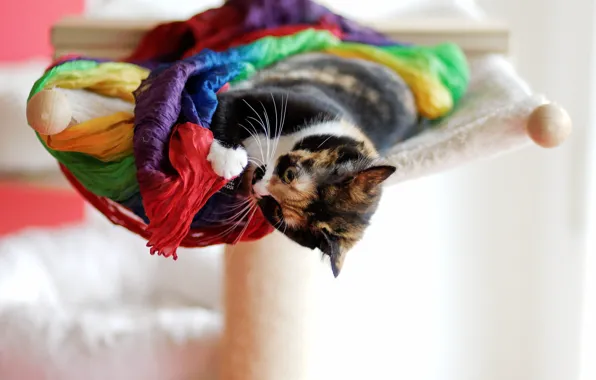 Картинка кошка, животное, шарф, лежит, играет