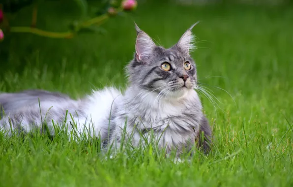 Зелень, кошка, трава, кот, взгляд, морда, природа, поза