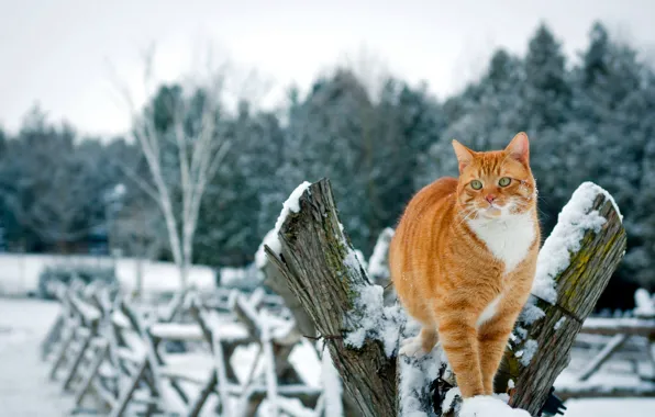 Картинка зима, кошка, кот, снег, деревья, природа, забор, рыжий