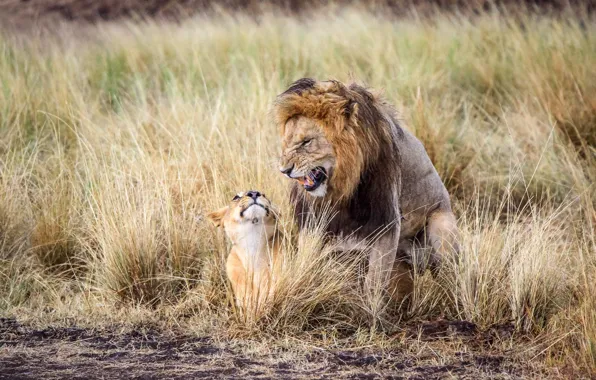 Лев, маленький, большой, Африка, львы