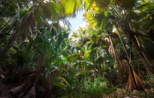 Природа, Nature, Tropical Forest, Тропический Лес